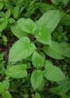 Einzelbild 8 Klebrige Salbei - Salvia glutinosa