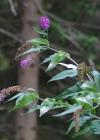 Einzelbild 7 Schmetterlingsstrauch - Buddleja davidii