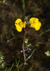 Einzelbild 8 Südlicher Wasserschlauch - Utricularia australis