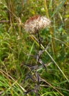 Einzelbild 6 Weiden-Alant - Inula salicina