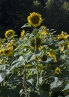 Einzelbild 5 Einjährige Sonnenblume - Helianthus annuus