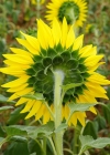 Einzelbild 8 Einjährige Sonnenblume - Helianthus annuus