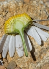 Einzelbild 5 Geruchlose Strandkamille - Tripleurospermum inodorum