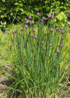 Einzelbild 8 Schnittlauch - Allium schoenoprasum