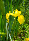 Einzelbild 7 Gelbe Schwertlilie - Iris pseudacorus