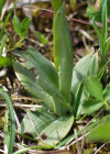 Einzelbild 5 Kleine Spinnen-Ragwurz - Ophrys araneola