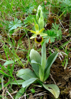Einzelbild 7 Kleine Spinnen-Ragwurz - Ophrys araneola