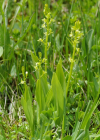 Einzelbild 5 Zwiebelorchis - Liparis loeselii