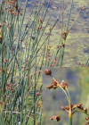 Einzelbild 4 See-Flechtbinse - Schoenoplectus lacustris