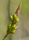 Einzelbild 7 Pillen-Segge - Carex pilulifera