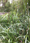 Einzelbild 5 Hänge-Segge - Carex pendula