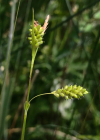 Einzelbild 4 Bleiche Segge - Carex pallescens