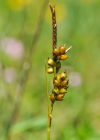 Einzelbild 5 Glanz-Segge - Carex liparocarpos