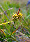 Einzelbild 1 Gewöhnliche Gelbe Segge - Carex flava