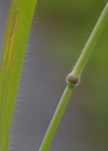 Einzelbild 7 Gersten-Trespe - Bromus hordeaceus