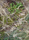 Einzelbild 5 Walliser Schwingel - Festuca valesiaca