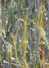 Einzelbild 7 Saat-Gerste - Hordeum vulgare
