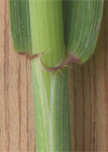 Einzelbild 6 Saat-Weizen - Triticum aestivum
