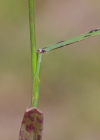 Einzelbild 8 Haar-Straussgras - Agrostis capillaris