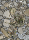 Einzelbild 5 Kriechendes Straussgras - Agrostis stolonifera