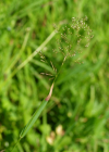 Einzelbild 6 Kriechendes Straussgras - Agrostis stolonifera