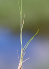 Einzelbild 5 Felsen-Straussgras - Agrostis rupestris