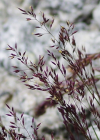 Einzelbild 6 Felsen-Straussgras - Agrostis rupestris