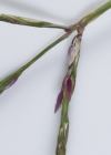 Einzelbild 4 Bluthirse - Digitaria sanguinalis aggr.