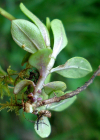 Einzelbild 8 Sumpf-Kreuzblume - Polygala amarella