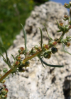Einzelbild 1 Nordischer Beifuss - Artemisia borealis