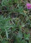 Einzelbild 1 Purpur-Witwenblume - Knautia purpurea