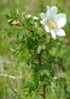Einzelbild 1 Reichstachelige Rose - Rosa spinosissima