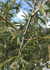 Einzelbild 1 Reif-Weide - Salix daphnoides