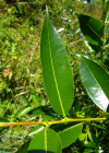 Einzelbild 1 Lorbeer-Weide - Salix pentandra