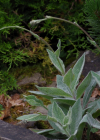 Einzelbild 2 Filziges Habichtskraut - Hieracium tomentosum
