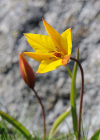 Einzelbild 1 Südliche Weinberg-Tulpe - Tulipa sylvestris subsp. australis