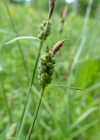 Einzelbild 2 Filz-Segge - Carex tomentosa