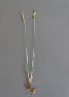Einzelbild 6 Filz-Segge - Carex tomentosa