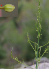 Einzelbild 7 Gemüse-Spargel - Asparagus officinalis