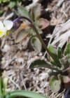 Einzelbild 1 Zwerg-Stiefmütterchen - Viola kitaibeliana