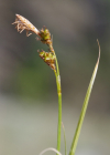 Einzelbild 7 Glanz-Segge - Carex liparocarpos