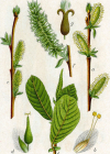 Einzelbild 1 Ohr-Weide - Salix aurita