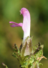 Einzelbild 4 Waldmoor-Läusekraut - Pedicularis sylvatica