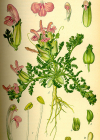 Einzelbild 8 Waldmoor-Läusekraut - Pedicularis sylvatica