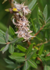 Einzelbild 1 Moor-Weide - Salix repens