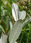 Einzelbild 7 Moor-Weide - Salix repens
