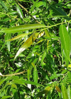 Einzelbild 5 Mandel-Weide - Salix triandra