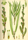 Einzelbild 1 Korb-Weide - Salix viminalis