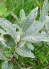 Einzelbild 1 Seidenhaarige Weide - Salix glaucosericea