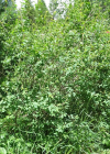 Einzelbild 5 Blaugrüne Weide - Salix caesia